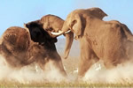 非洲大象兩頭公象爭(zhēng)奪領(lǐng)地母象的戰(zhàn)斗