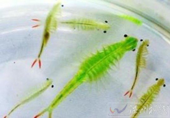 滄州疑現(xiàn)仙女蝦