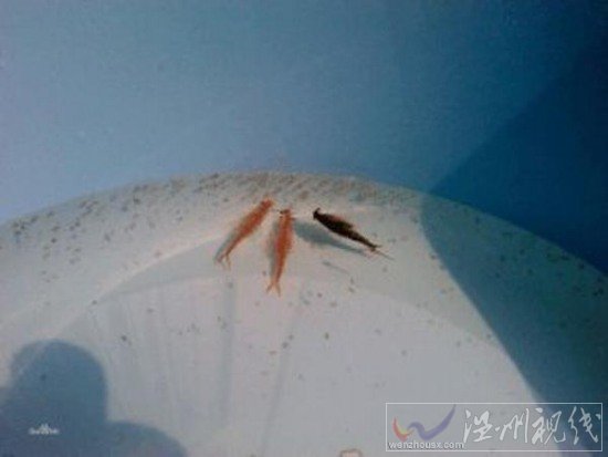 滄州疑現(xiàn)仙女蝦