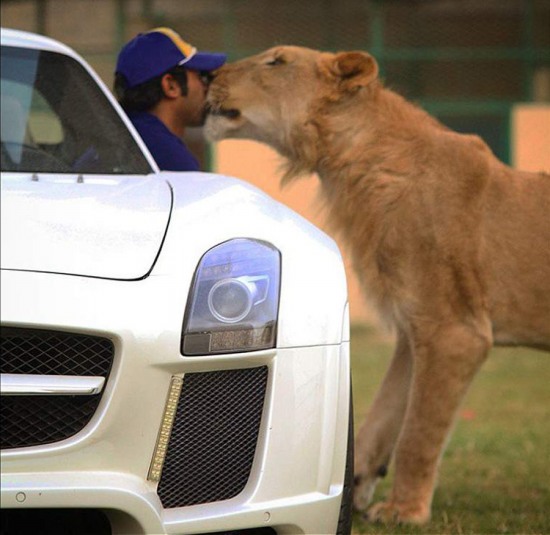 阿拉伯土豪的寵物老虎獅子