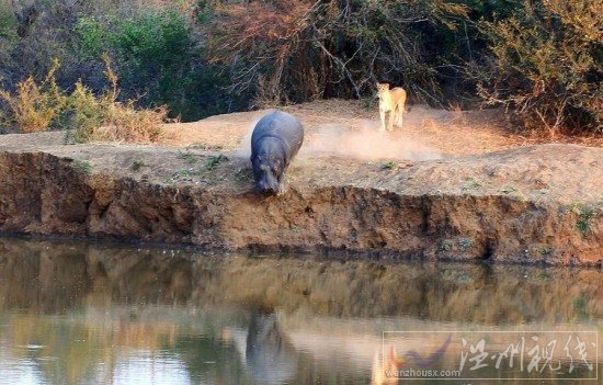 河馬和獅子誰厲害