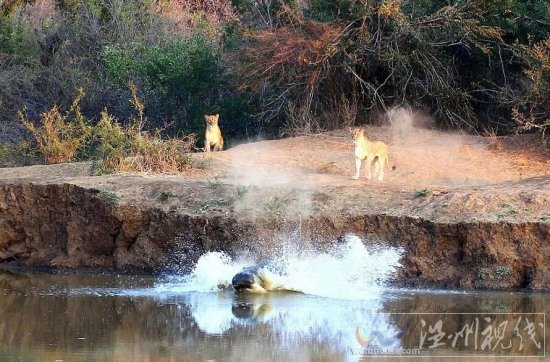 河馬和獅子誰厲害