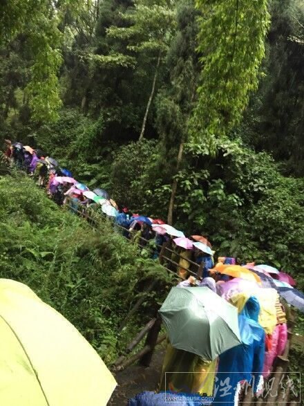 一名臺灣游客被大樹砸死