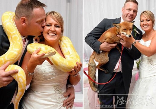 夫妻請婚禮嘉賓30種動物