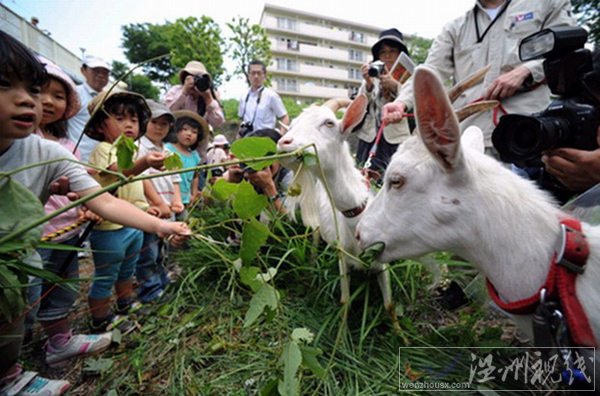 日本租只山羊來除草的方式走紅
