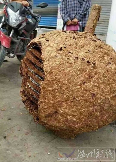 湖南村民發(fā)現(xiàn)一個超大蜂窩