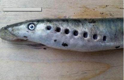 僵尸魚現英國河道