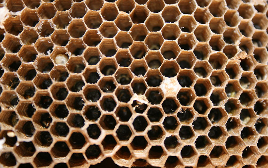 湖南發(fā)現(xiàn)超大蜂窩