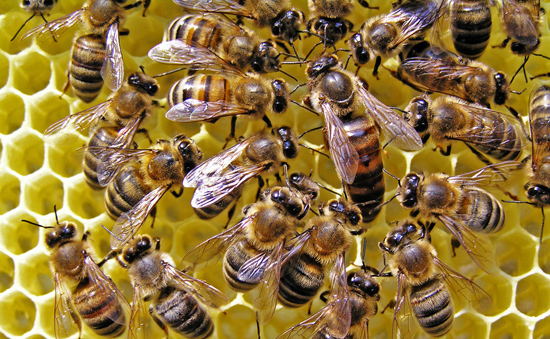 湖南發(fā)現(xiàn)超大蜂窩