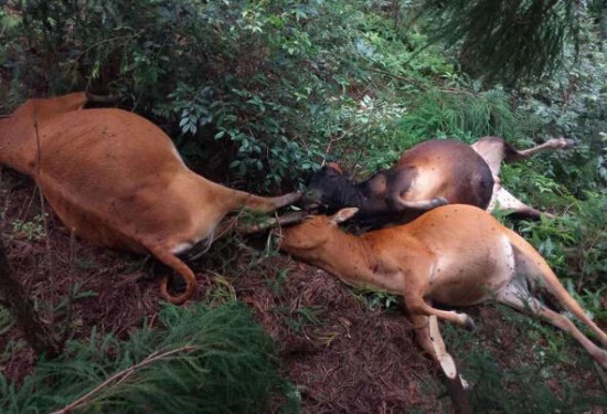 黃牛在樹下避雨被雷擊死