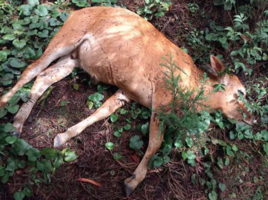 黃牛在樹下避雨被雷擊死