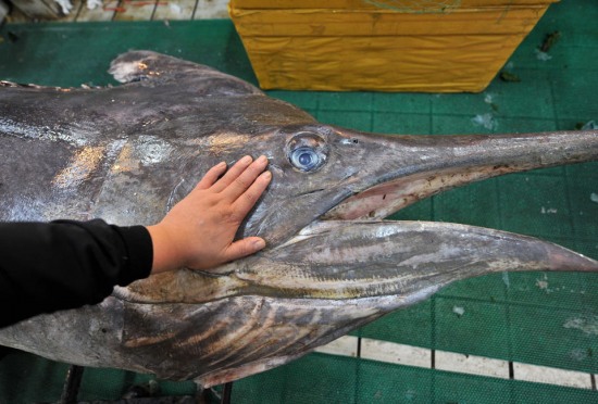 青島漁民破紀錄:捕獲619斤巨型箭魚。