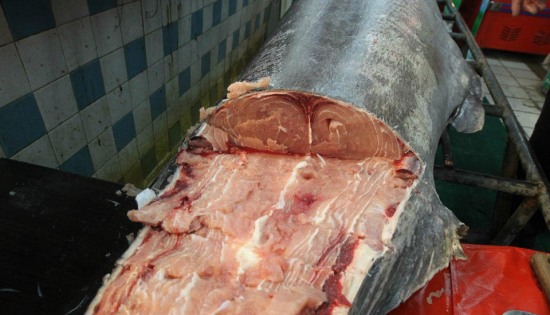 青島漁民破紀錄:捕獲619斤巨型箭魚。