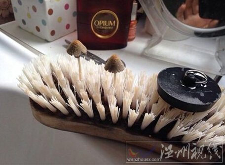 搓澡毛刷上長蘑菇