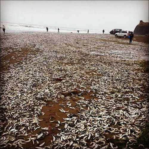 被凍僵之后沖上海灘的沙丁魚