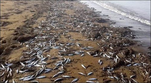 被凍僵之后沖上海灘的沙丁魚