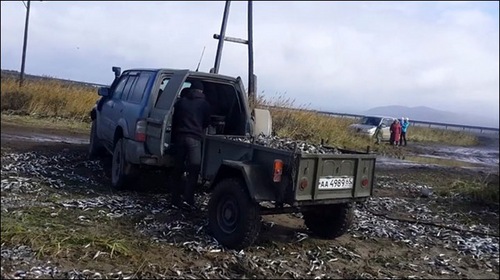 當(dāng)?shù)厝碎_(kāi)車來(lái)揀魚