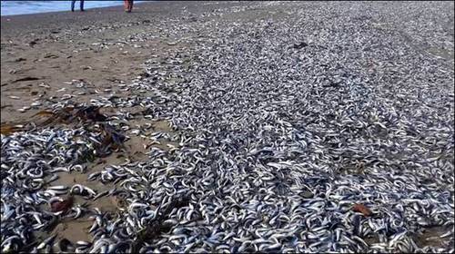 被凍僵之后沖上海灘的沙丁魚