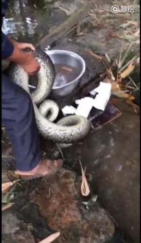 緬甸蟒被砍頭燙開水