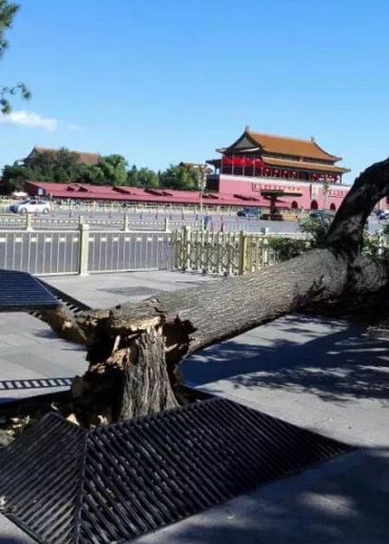 天安門古樹被吹斷