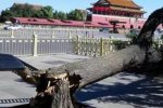 天安門古樹被吹斷 一棵大樹被折斷