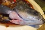 廣州餐館現僵尸魚（視頻）