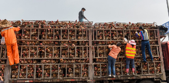 服務區清潔工搶雞蛋