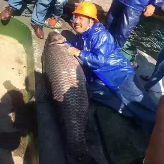 千島湖捕獲180斤魚王