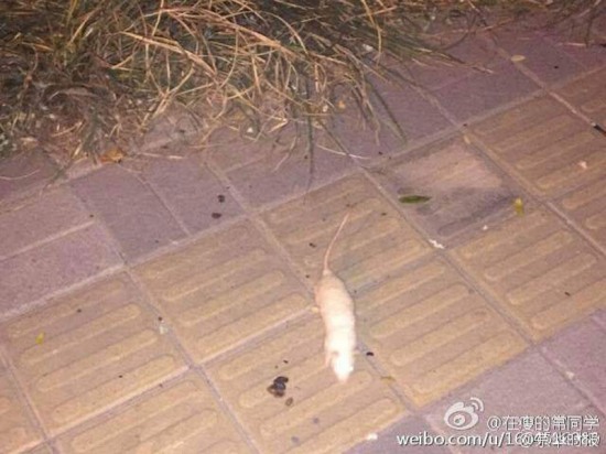 奧森公園現(xiàn)白鼠