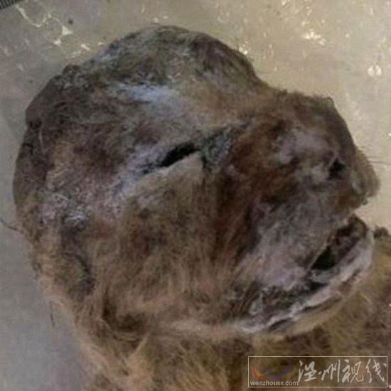 冰凍萬(wàn)年獅子尸體