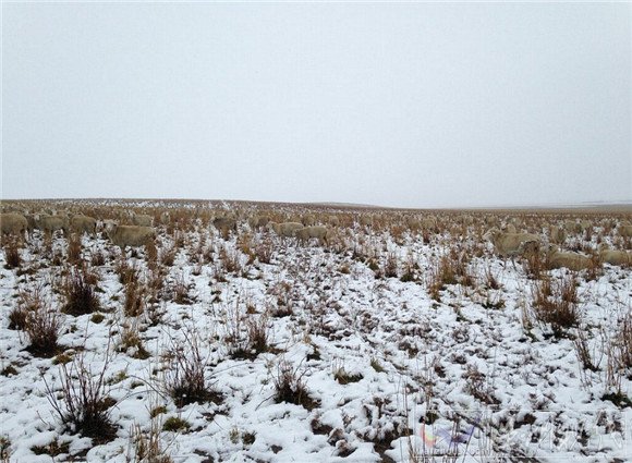 綿羊完全隱形在草原里