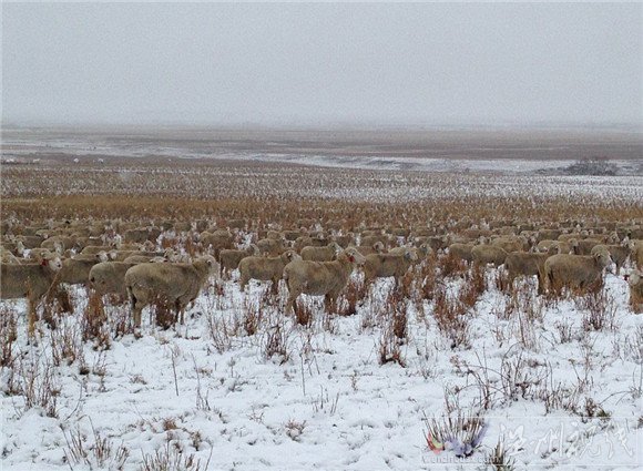 綿羊隱藏在背景里
