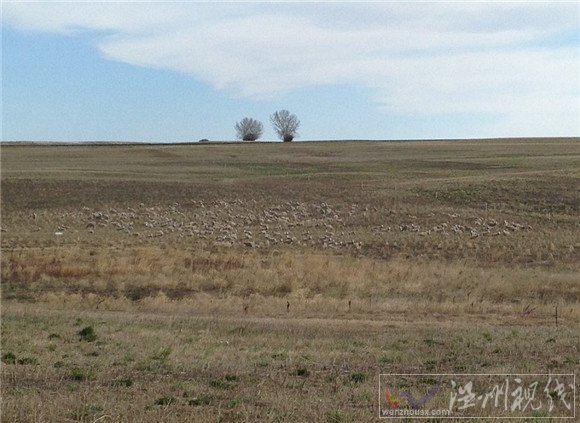 綿羊完全隱形在草原里