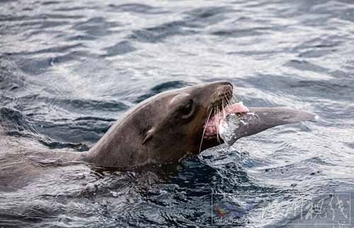 攝影師拍下海獅吃鯊魚照片