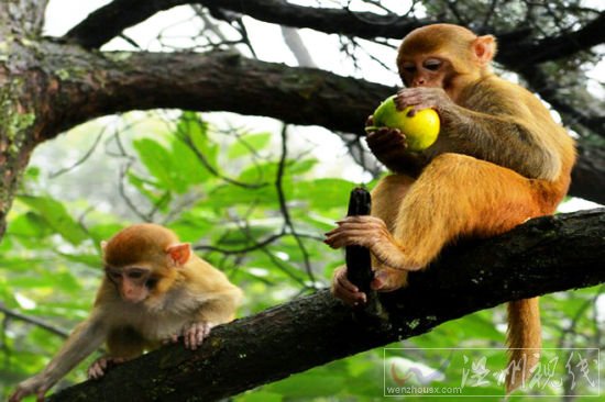 瀘山景區猴子太多成猴患