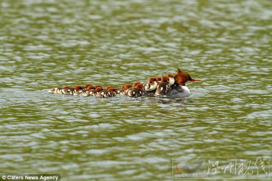 母鴨子幾乎要被按到水里
