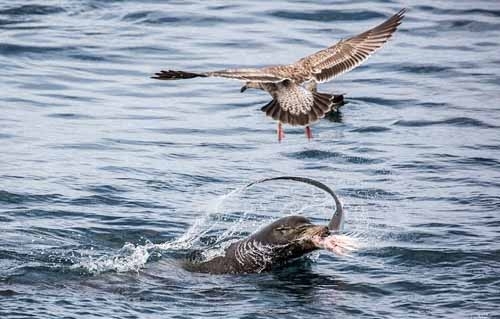 兇猛鯊魚被海獅吃掉