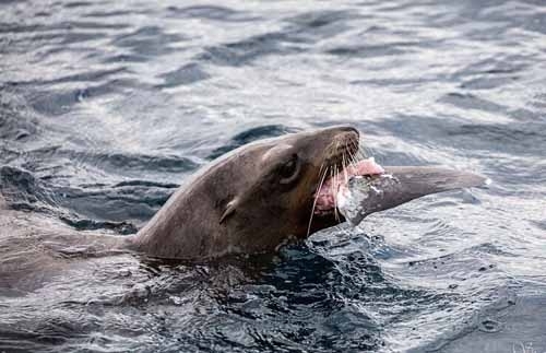 兇猛鯊魚被海獅吃掉