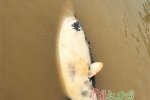 鄱陽湖又現死江豚