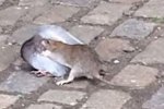 老鼠鴿子當街對決 老鼠咬死鴿子拖走