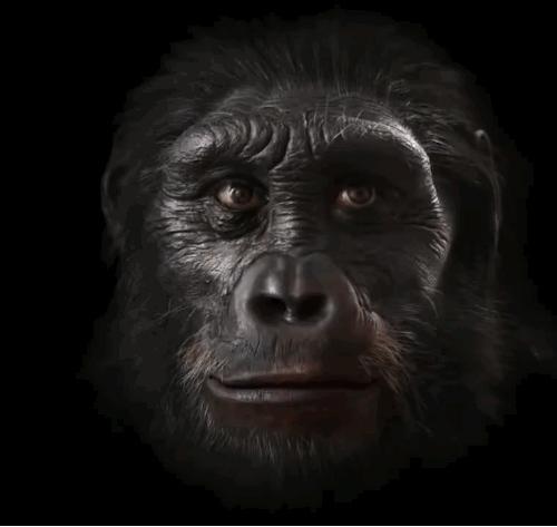 人類臉部進化史