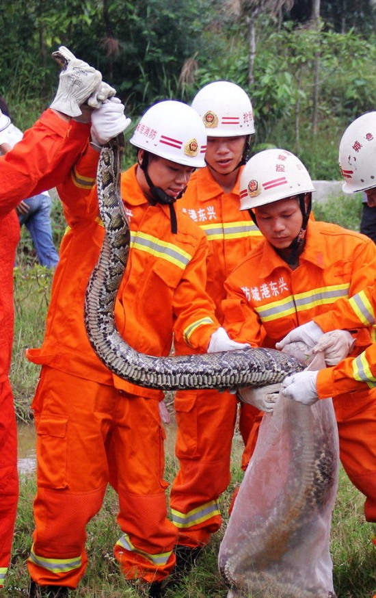 廣西現37斤巨蟒
