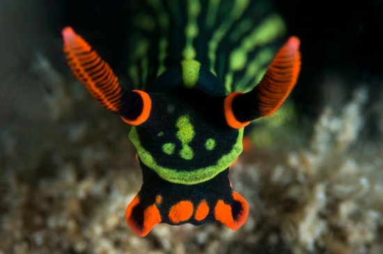 澳海灘現(xiàn)奇特生物