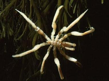 南極現(xiàn)巨型蜘蛛