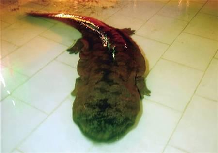 重慶現(xiàn)百斤娃娃魚