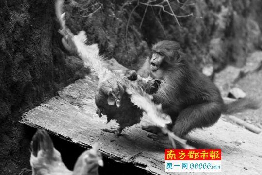 民宅被野猴占領