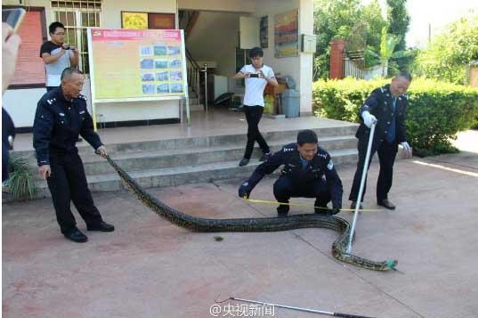 修公路現百歲蟒蛇