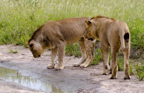 獅子被幼蛇嚇退