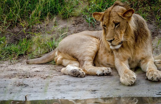 獅子被幼蛇嚇退