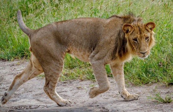 獅子被幼蛇嚇退